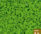 Four Leaf Clover (Oynama:2264)