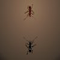 The Ant Arena (Oynama:2137)