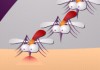 Mosquito  (Oynama:2564)