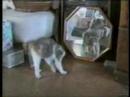 funny cats (Oynama:4919)