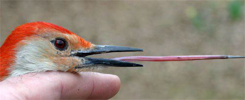 Woodpeckers Have Insanely Long Tongues