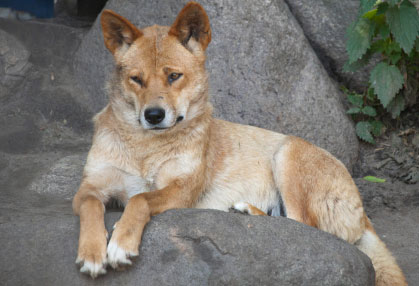Would a Dingo Really Eat Your Baby?